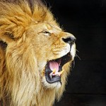 Permalink to OS X Lion Fresh Install OS X Lion