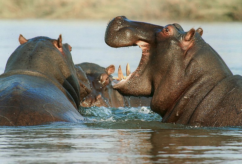 The HiPPO Effect on Customers and Product Teams