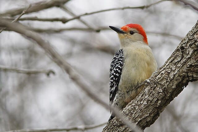 A red-bellied woodpecker. Post title: The Power of Awareness