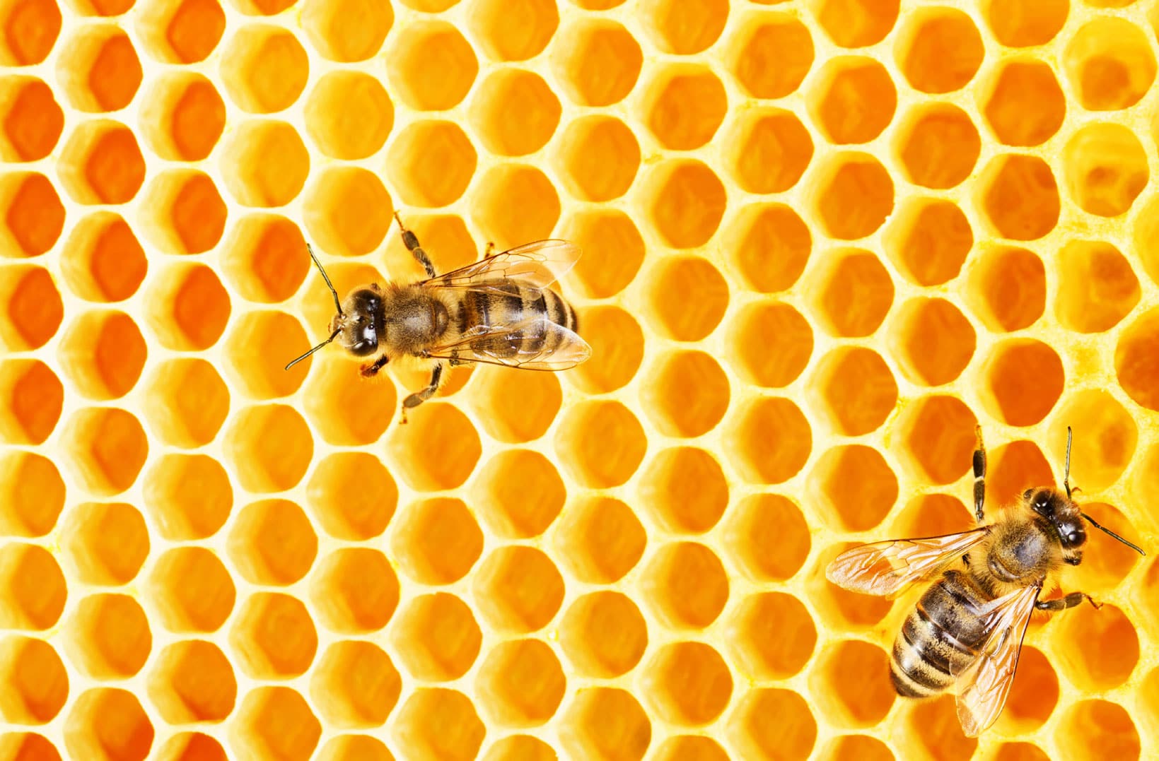 bees-honey-comb