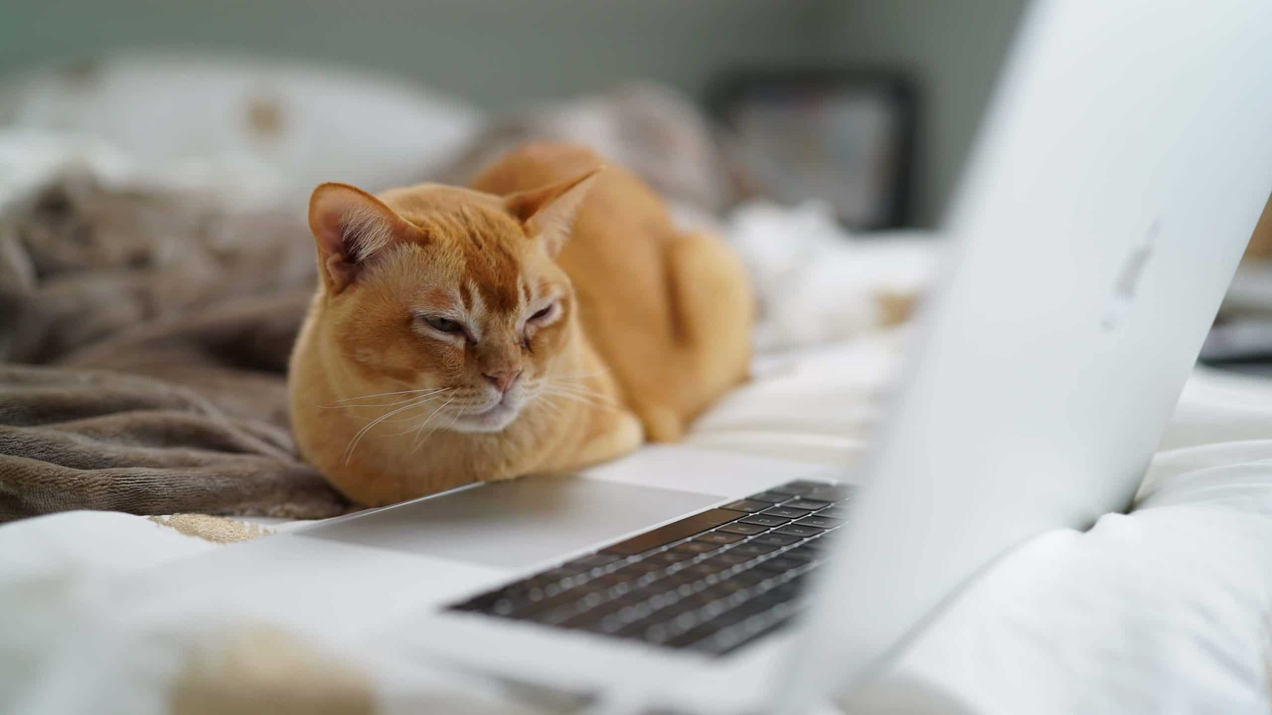 A cat sitting near a laptop