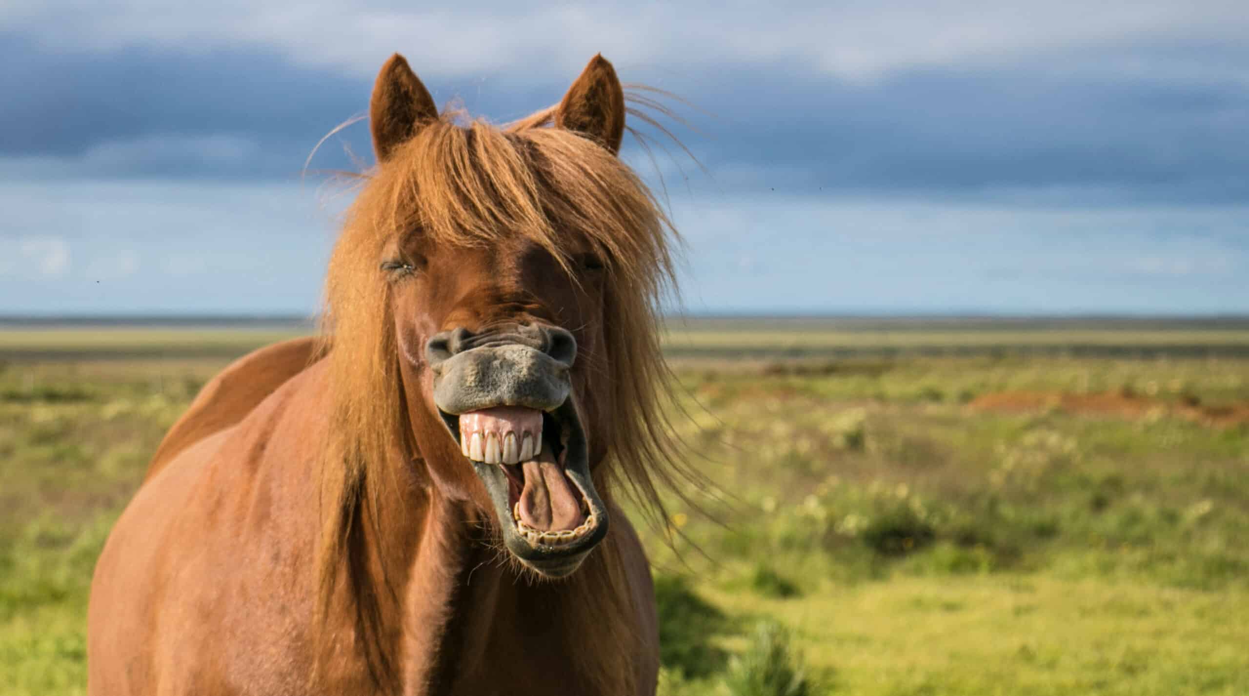 funny picture of a horse showing its teeth