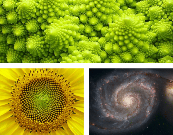 Examples of recursion in nature