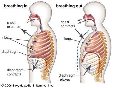 Image of proper breathing technique.